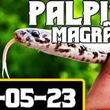 palpites do magrão french roulette